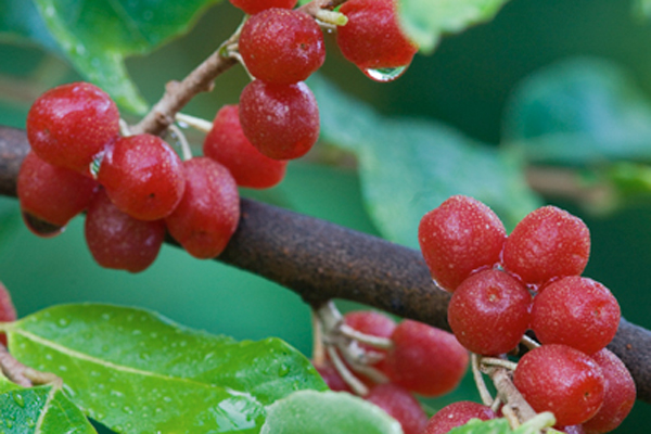 Garnet Autumn Olive